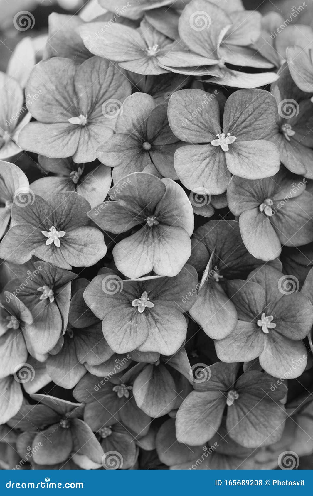 花香绣球花夏花植物gardening And Botany 粉红绣球花特写美极了库存照片 图片包括有少许 灌木 花香绣球花夏花植物gardening And Botany 粉红绣球花特写美极了库存照片 图片包括有少许 灌木