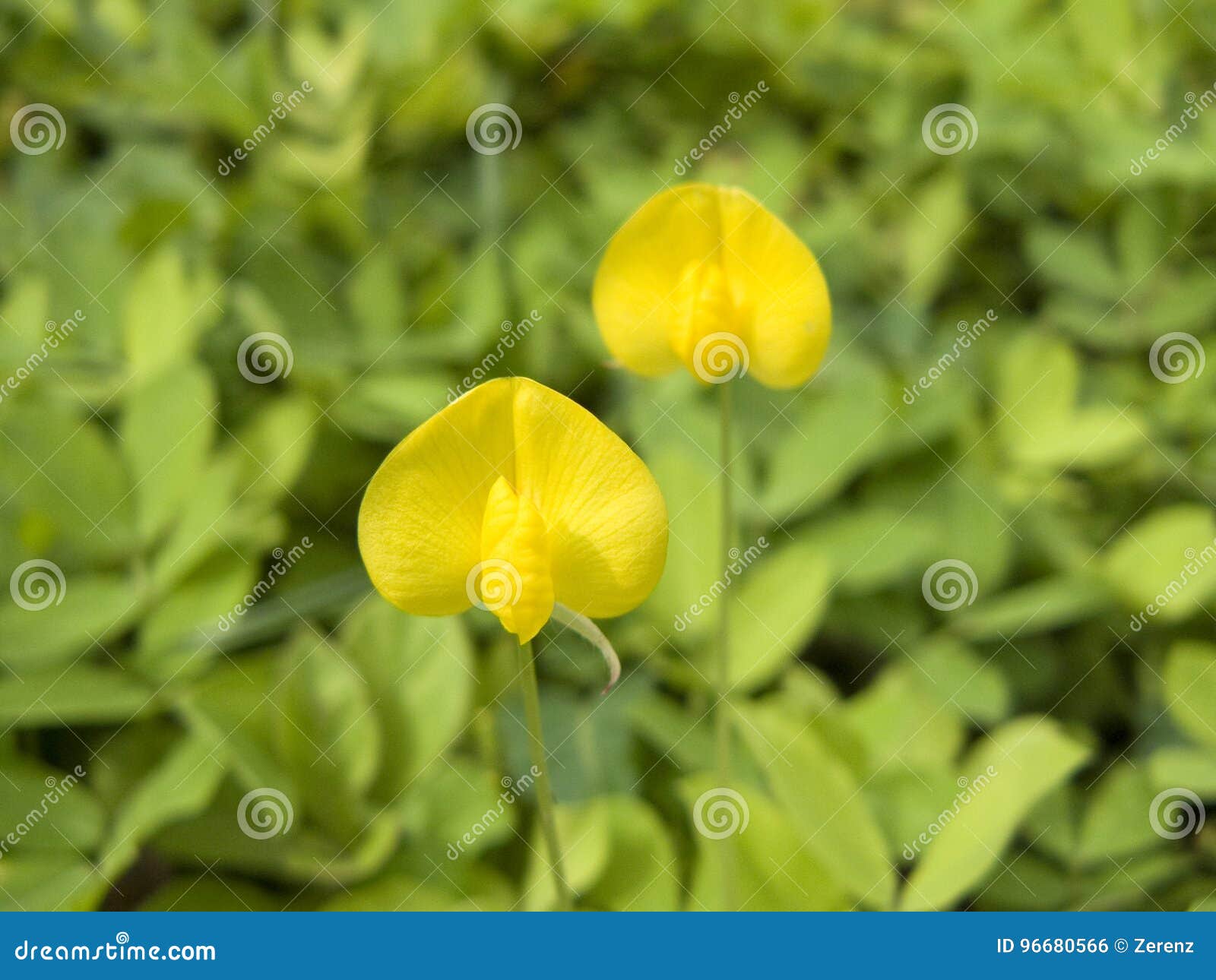 花马花生或落花生属pintoi 库存照片 图片包括有花马花生或落花生属pintoi