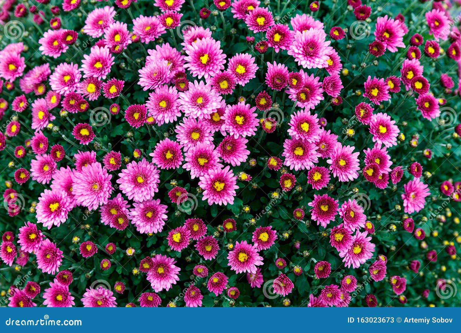 花 美丽的菊花花壁纸背景秋菊花库存图片 图片包括有秋菊花 花 美丽的菊花花壁纸背景