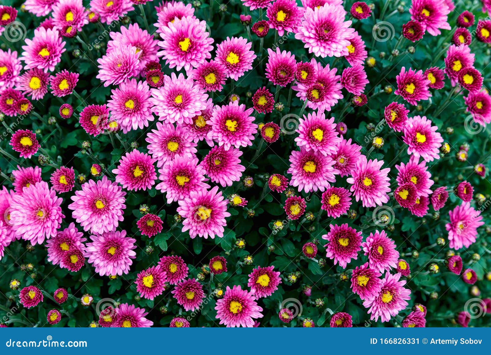 花 美丽的菊花花壁纸背景秋菊花库存图片 图片包括有设计 颜色 庭院 宏指令 花瓣 绿色