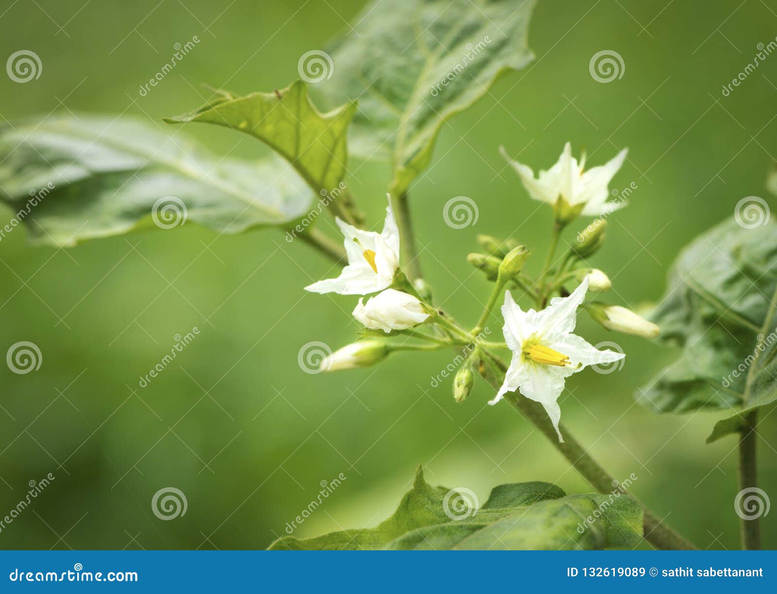 花 茄子花白色绽放 茄子白花在庭院里库存图片 图片包括有豌豆 有机 自然 大胆 空白 新鲜 花 茄子花白色绽放 茄子白花在庭院里库存图片 图片包括有豌豆 有机 自然 大胆 空白 新鲜