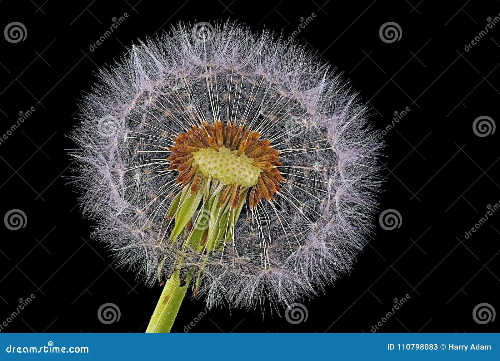 花 蒲公英的花粉 从一边打开库存图片 图片包括有