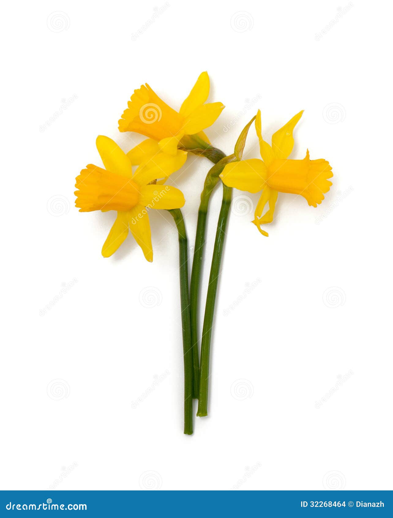 黄水仙花库存照片 图片包括有黄水仙花
