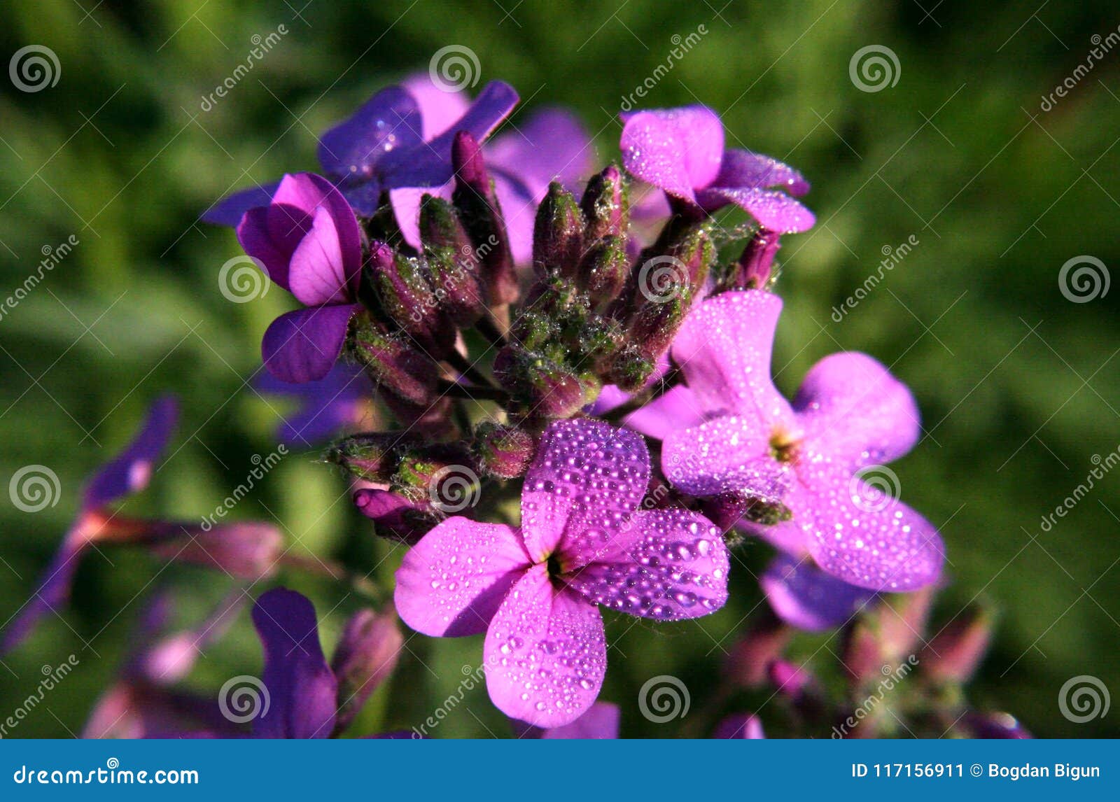 花hesperis夫人matronalis和露水魔术库存图片 图片包括有花hesperis夫人matronalis和露水魔术