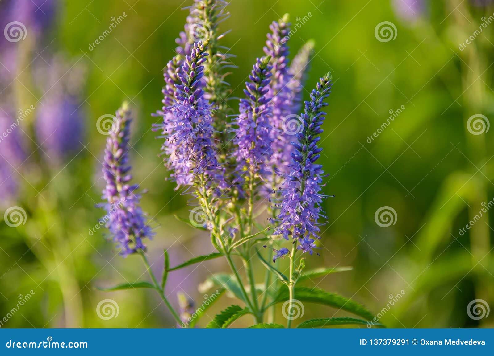 花veronica Veronica 开花植物类家庭车前科的库存图片 图片包括有蓝色 本质 花veronica Veronica 开花植物类家庭车前科的库存图片 图片包括有蓝色 本质