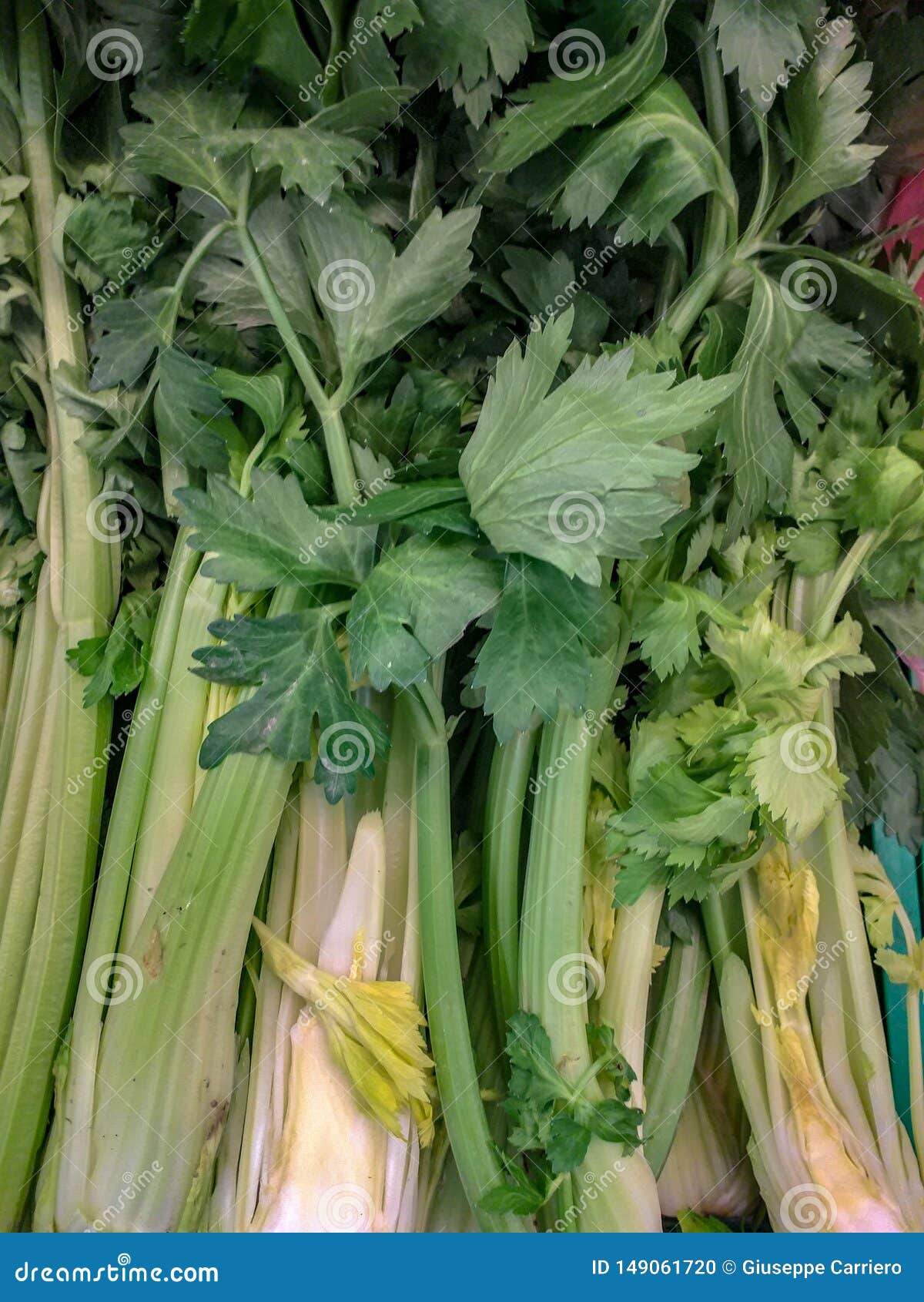 芹菜是一个每两年草本种类属于伞状花科家庭的 当地人地中海地区的和是公认的medicina 库存照片 图片包括有时间 几个月 芹菜是一个每两年草本种类属于伞状花科家庭的 当地人地中海地区的和是公认的medicina 库存照片 图片包括有时间 几个月