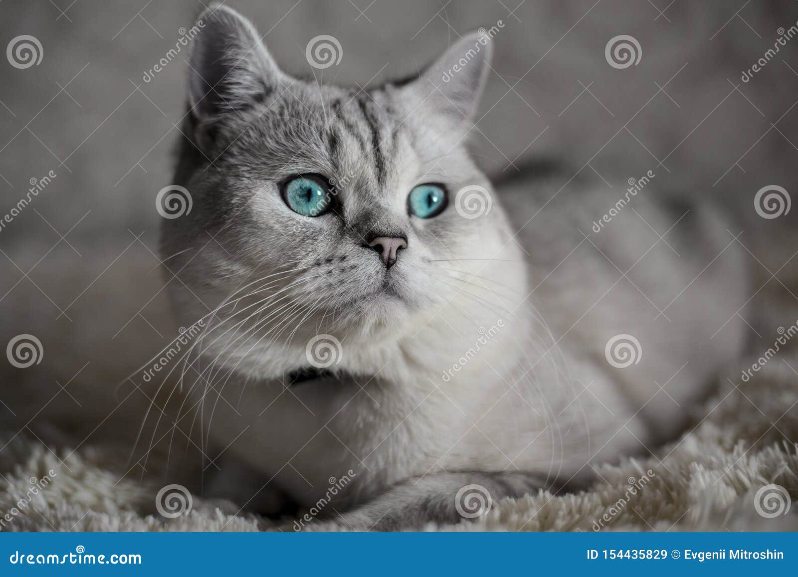 苏格兰猫花色库存图片 图片包括有好奇 小猫 纯血统 愉快 逗人喜爱 折叠 特写镜头 苏格兰猫花色库存图片 图片包括有好奇 小猫 纯血统 愉快 逗人喜爱 折叠 特写镜头
