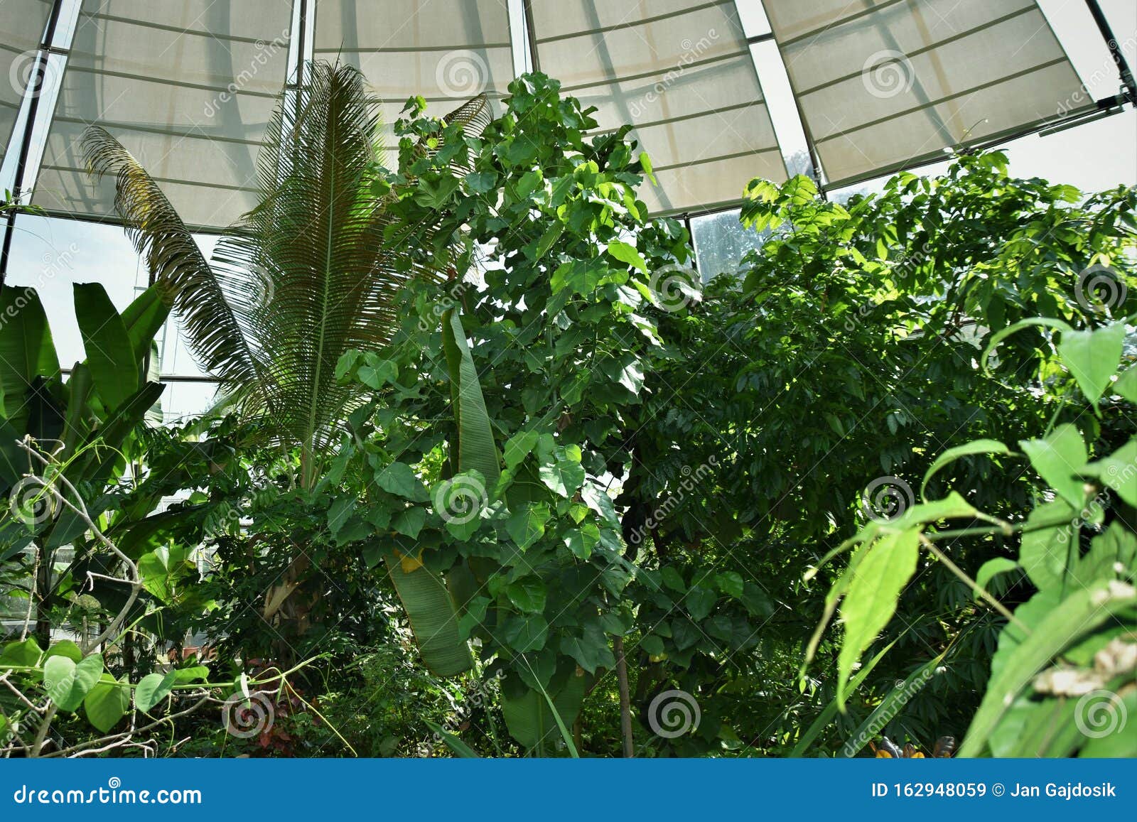苏黎世植物园的热带绿色植物温室库存图片 图片包括有热带 庭院 苏黎世 玻色子 充分 工厂