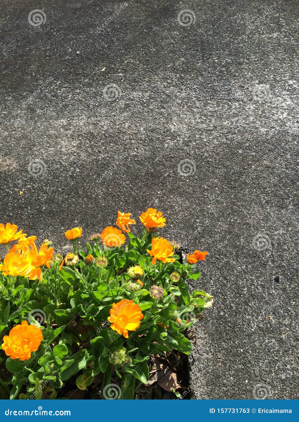 英国万寿菊花库存图片 图片包括有万寿菊 早晨 黄色 庭院 及早 春天 英语 阳光