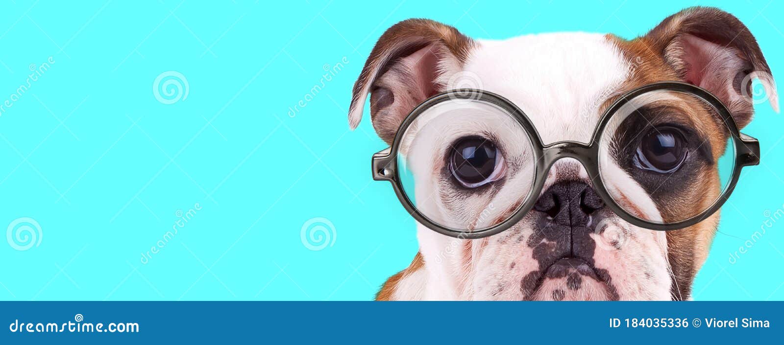 英国斗牛犬可爱 戴眼镜库存照片 图片包括有极小 空间 镜片 牛头犬 小狗 敬慕 滑稽