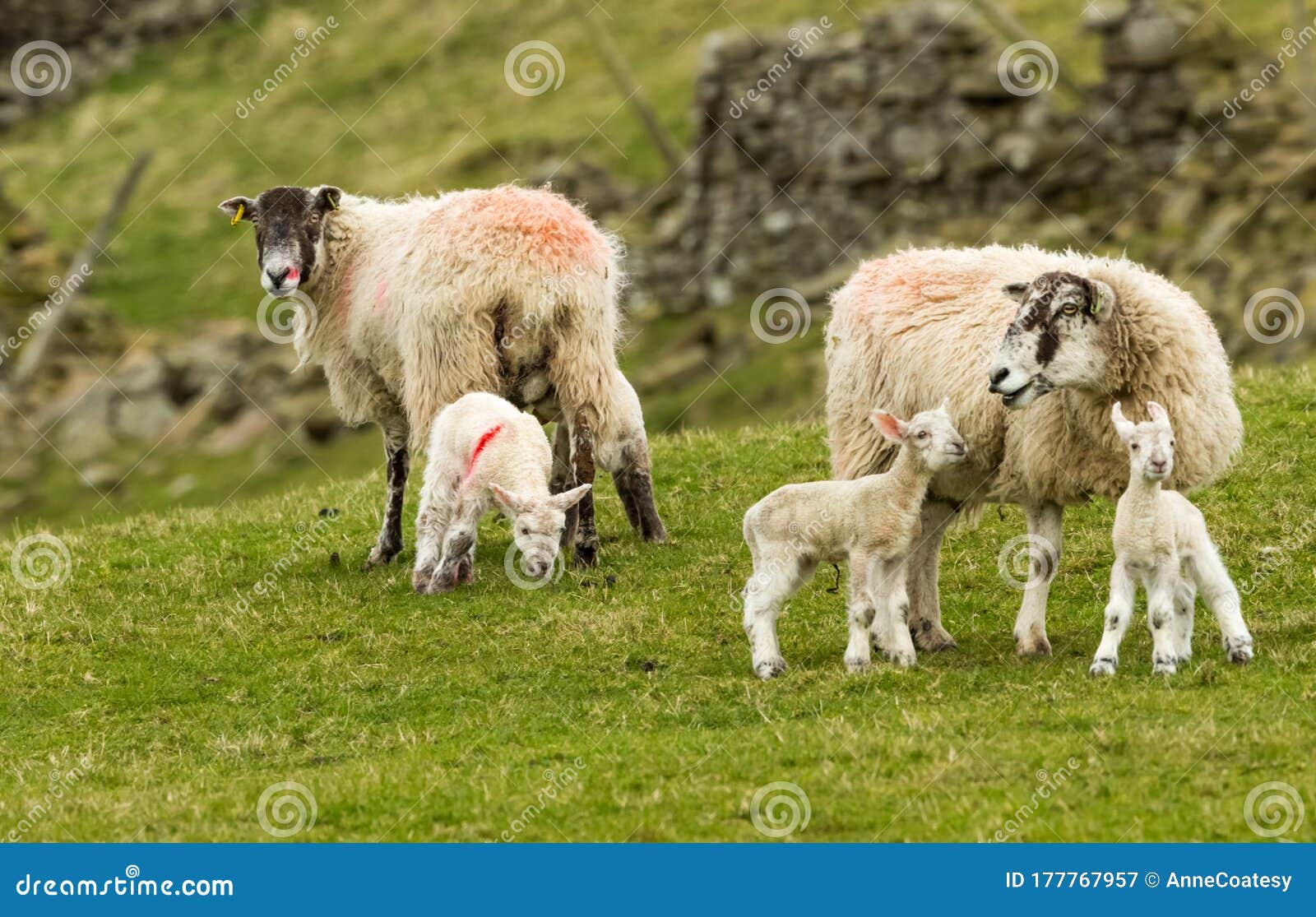 英格兰约克郡谷地两只燕子骡羊和新生羊库存图片 图片包括有横向 农夫 交配动物者 母亲 行军
