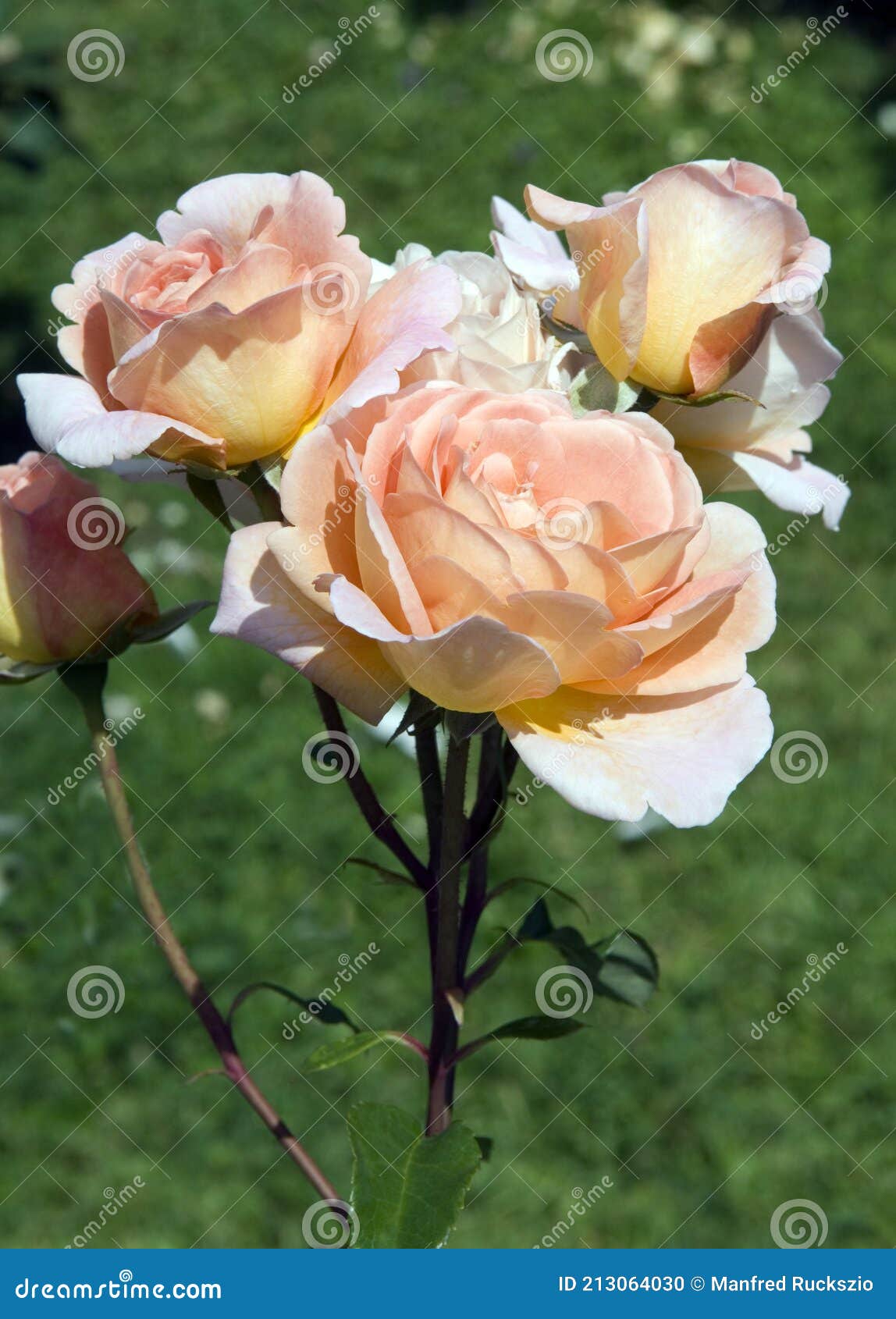 英语亚伯拉罕darby上升库存照片 图片包括有本质 达尔比 公园 玫瑰 女庵主持 植物群