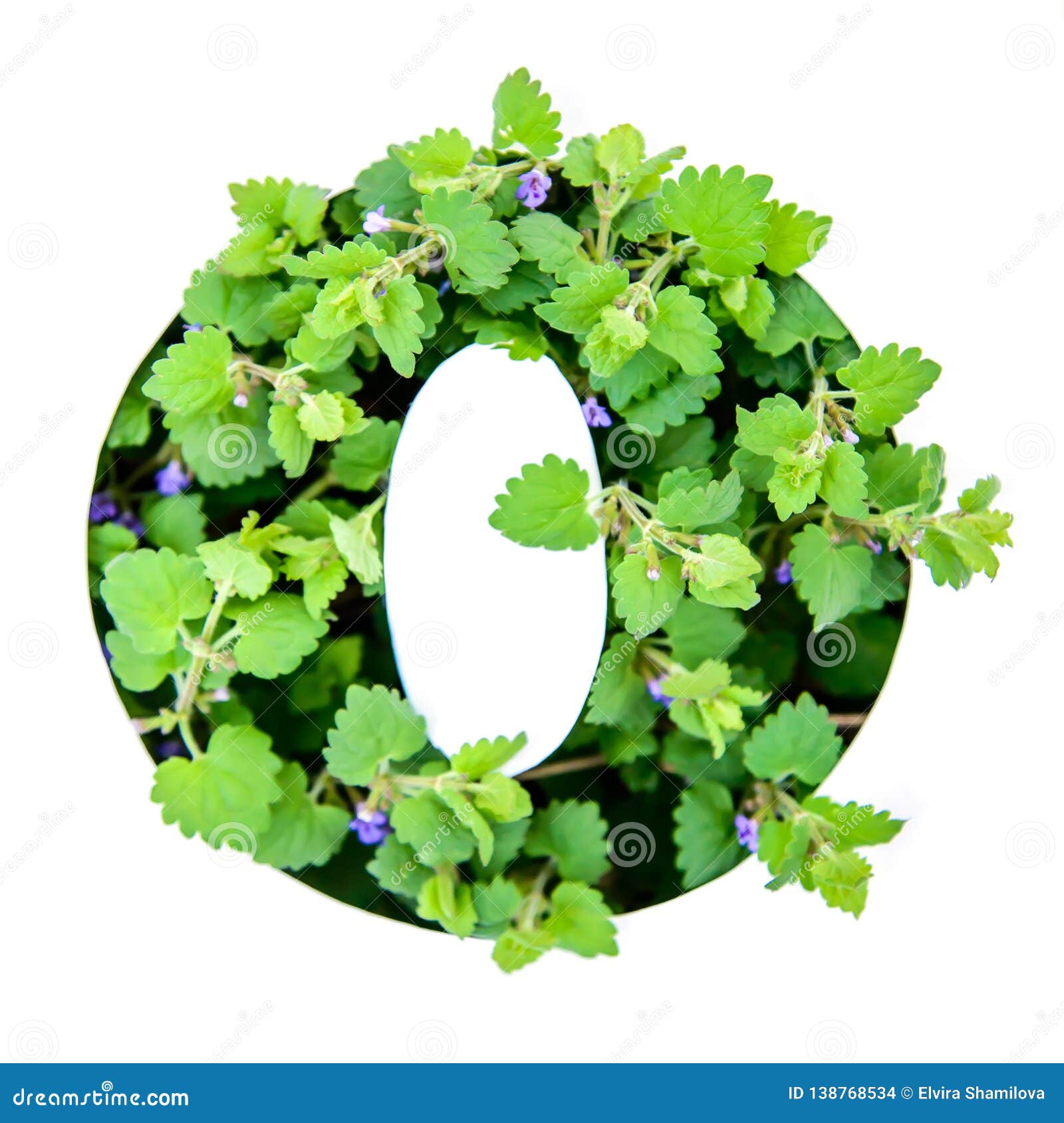 英语字母表的信件o从绿色植物叶子的库存例证 插画包括有 英语字母表的信件o从绿色植物叶子的库存例证 插画包括有