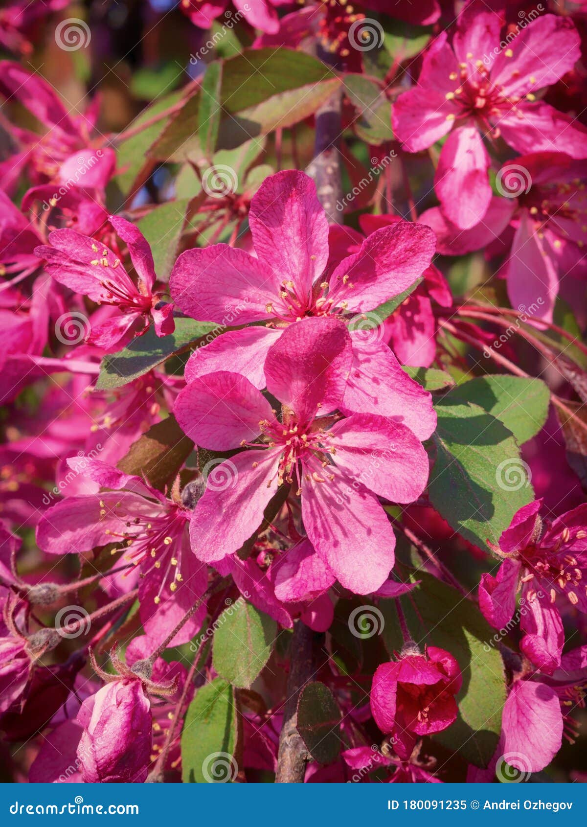 苹果枝绽放 粉红的花苹果花全景壁纸背景春花园果树库存图片 图片包括有申请人 庭院 叶子