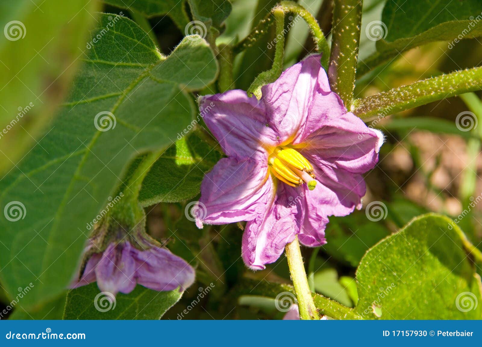 茄子花库存照片 图片包括有茄子 庭院 绿色 叶子 营养 工厂 蔬菜 种田 紫色 玻色子