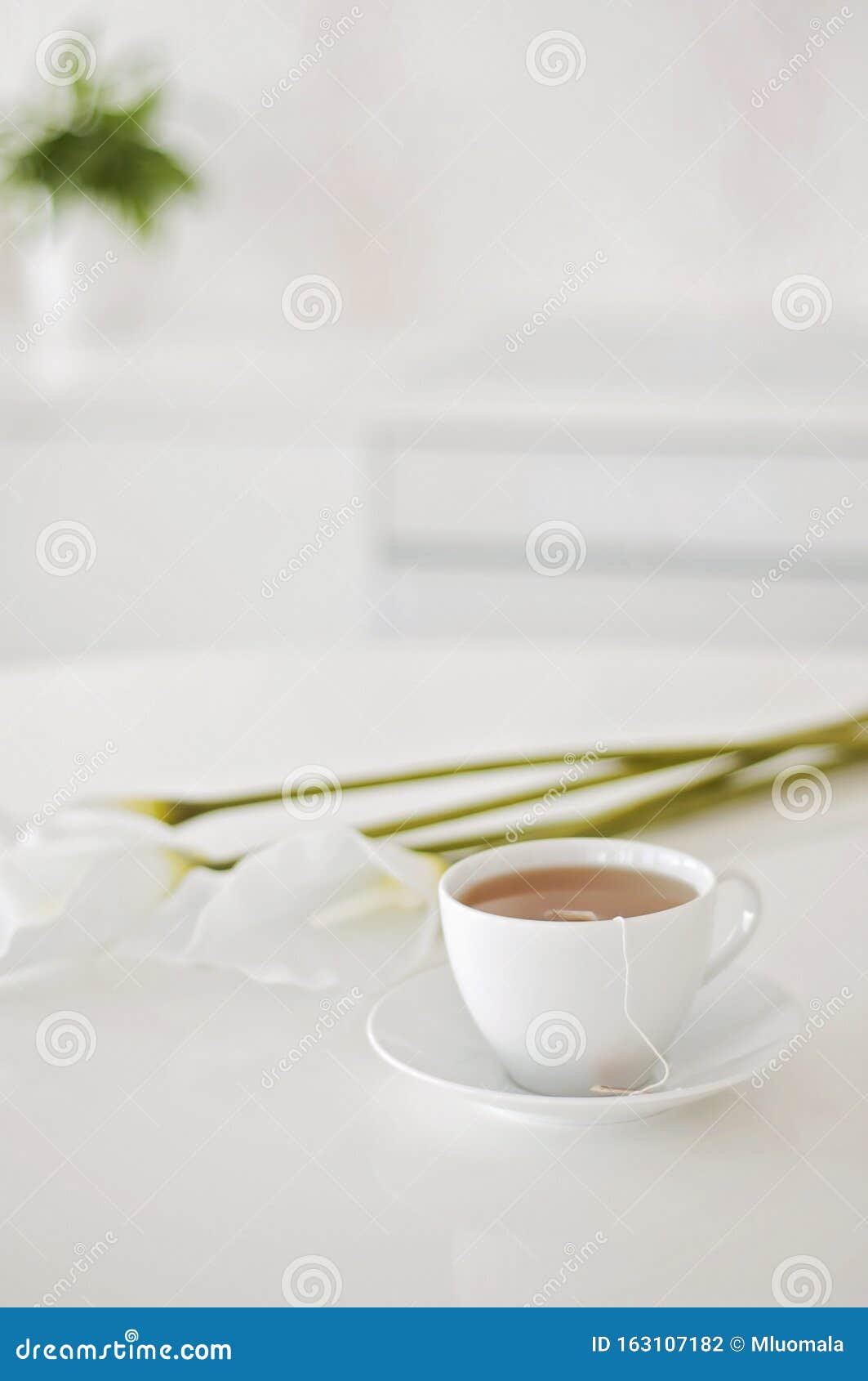 茶点到了 背景中的英式下午茶 白茶杯和白海芋花库存照片 图片包括有镇定 干净 英语 一个