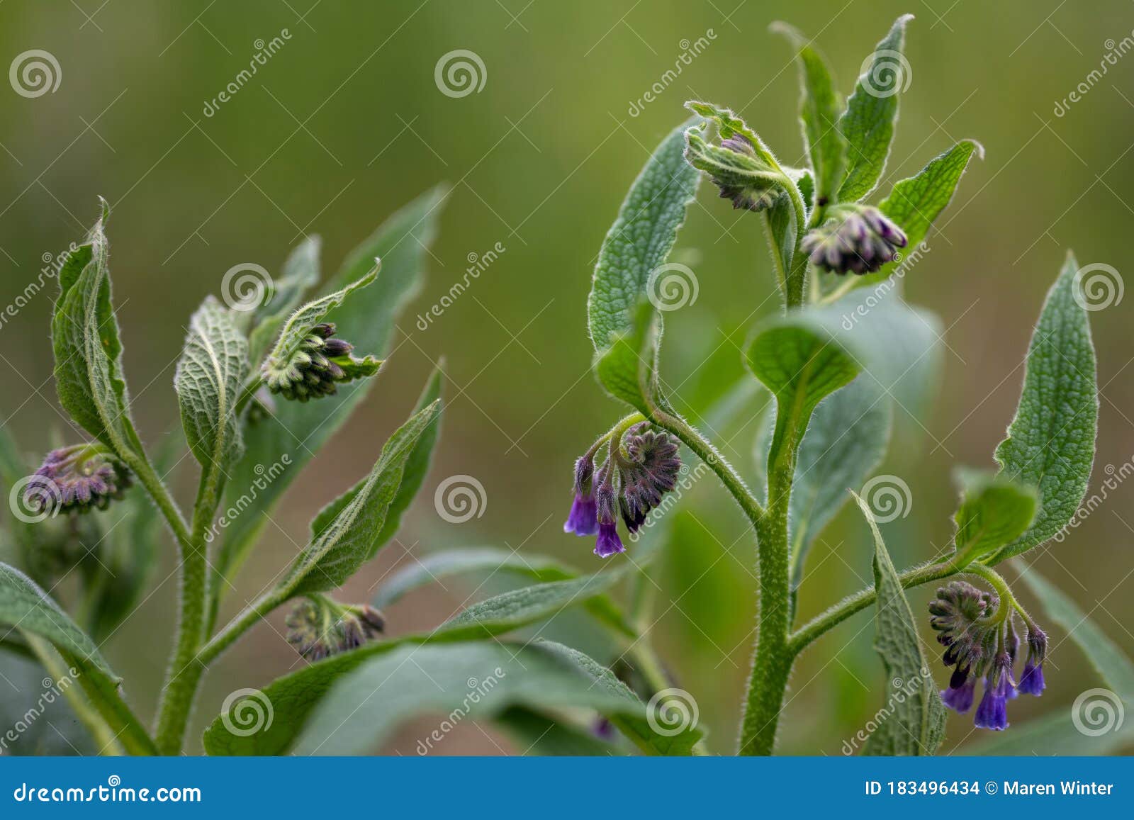 草本植物是一种多年生植物 在潮湿的草原上生长 常常是库存照片 图片包括有潮湿 开花的 空间 草本植物是一种多年生植物 在潮湿的草原上生长 常常是库存照片 图片包括有潮湿 开花的 空间