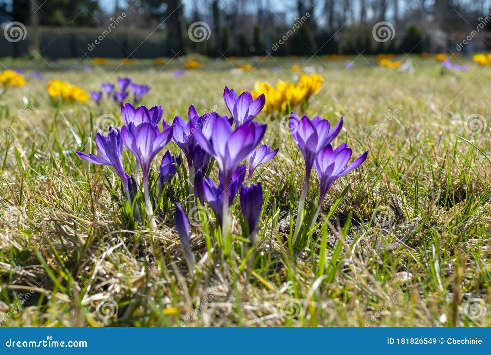 草甸秋水仙花的紫黄花库存图片 图片包括有工厂 首先 紫色 新鲜 季节性 草甸 绽放