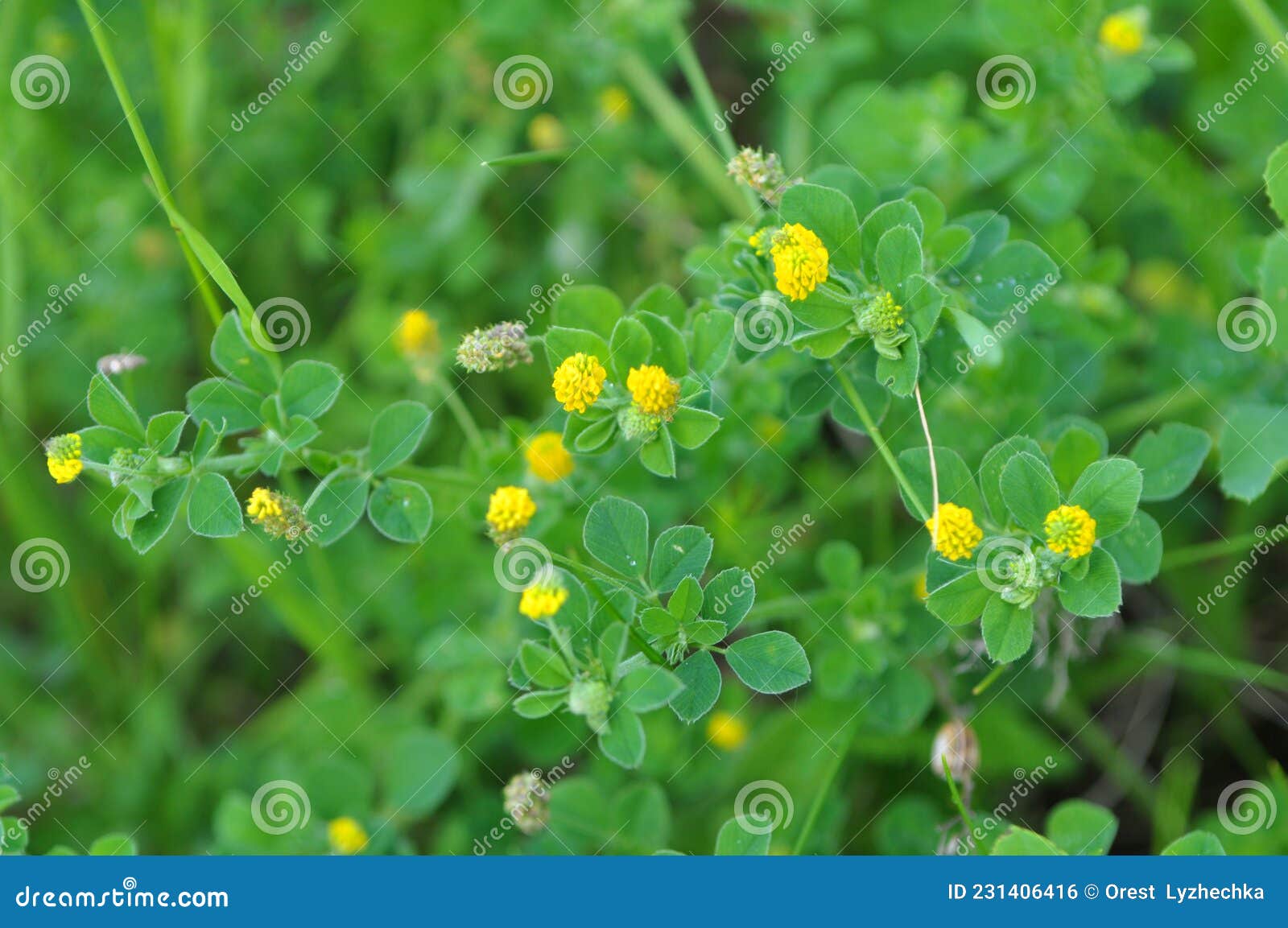 草甸紫花苜蓿库存照片 图片包括有庭院 背包 紫花苜蓿 无以匹敌 增长 野花 新鲜 草甸