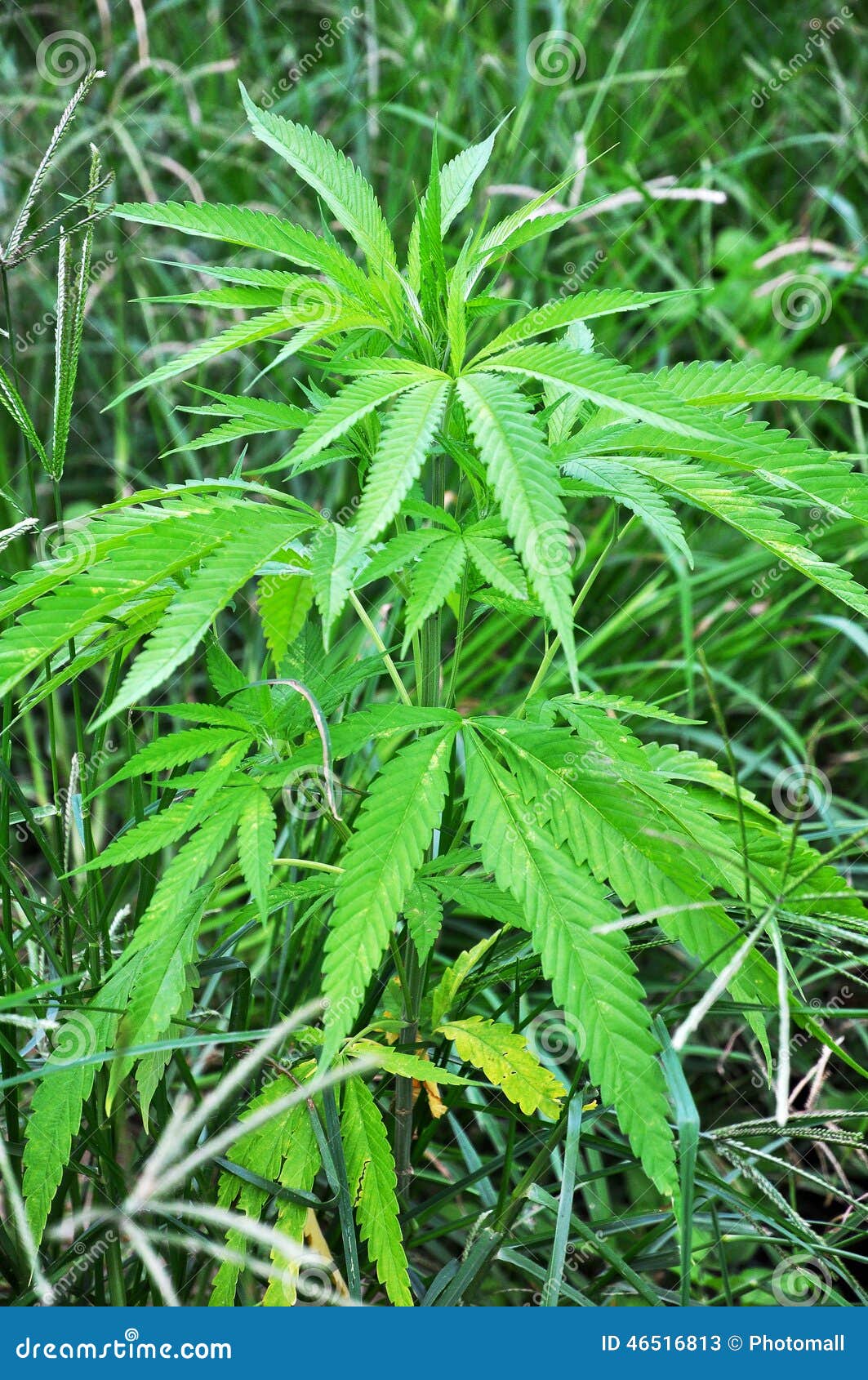 草的野生大麻植物 狂放的大麻库存图片 图片包括有