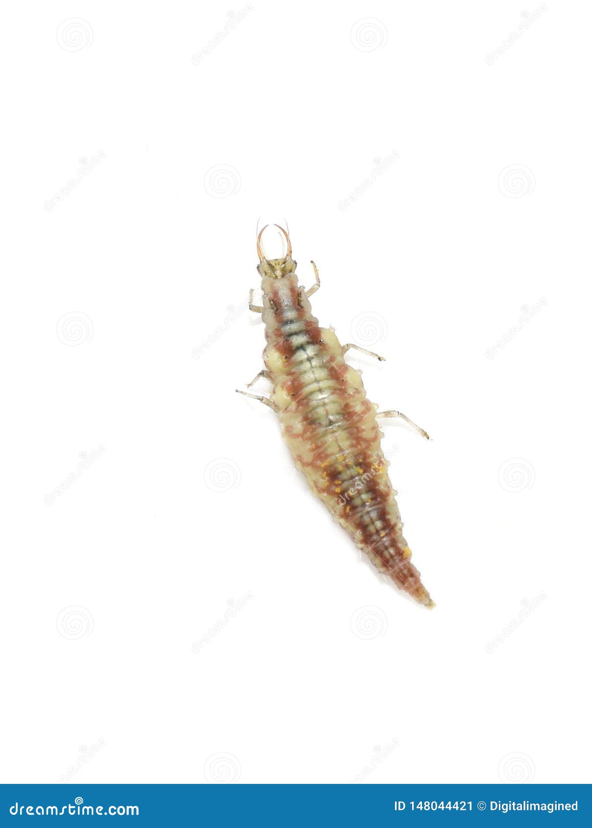 草蜻蛉蚜虫害虫控制幼虫库存图片 图片包括有草蜻蛉蚜虫害虫控制幼虫 草蜻蛉蚜虫害虫控制幼虫库存图片 图片包括有草蜻蛉蚜虫害虫控制幼虫