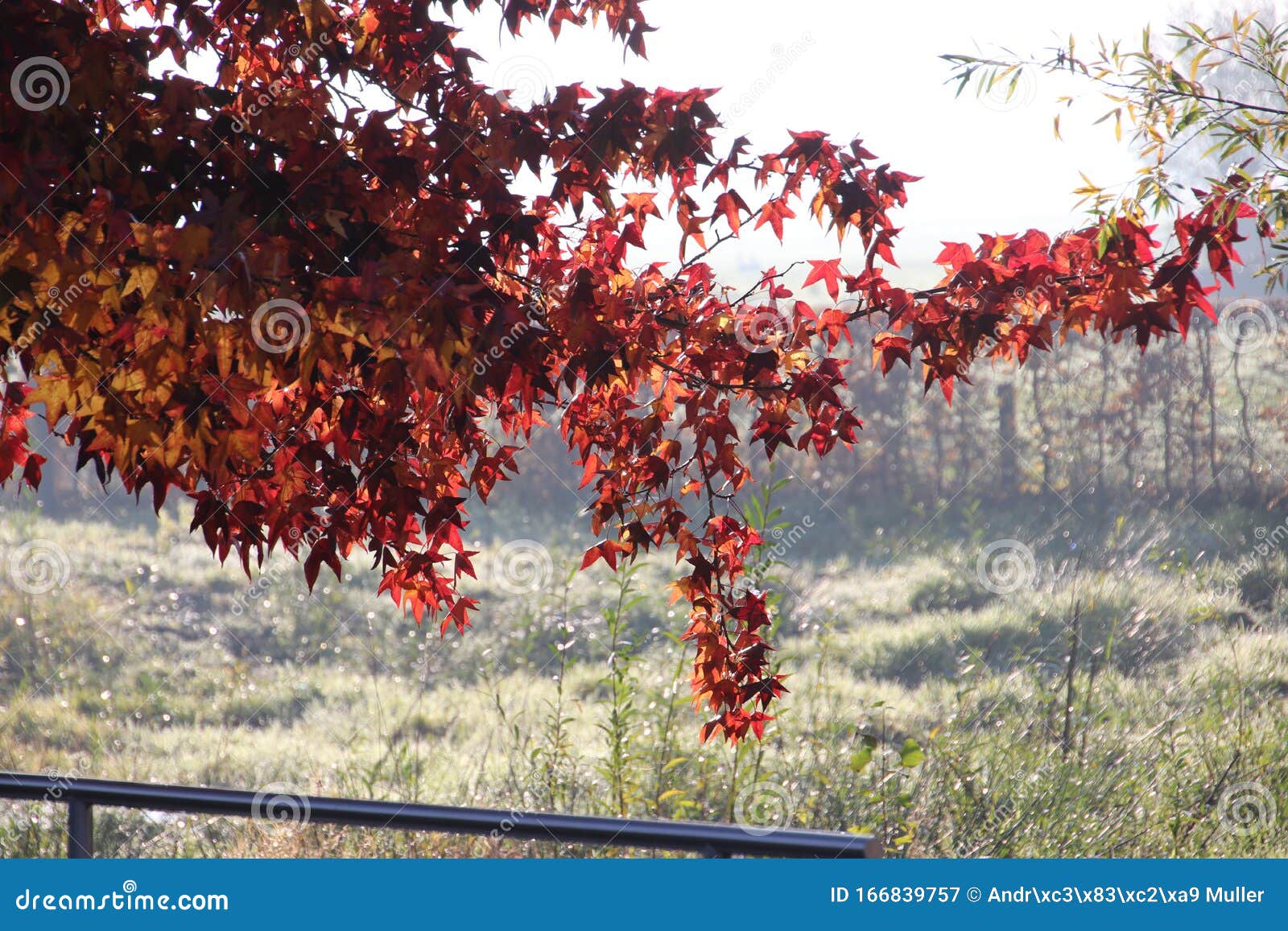 荷兰尼厄韦克克安登ijssel秋季树木橙红叶上的阳光库存图片 图片包括有荷兰尼厄韦克克安登ijssel秋季树木橙红叶上的阳光