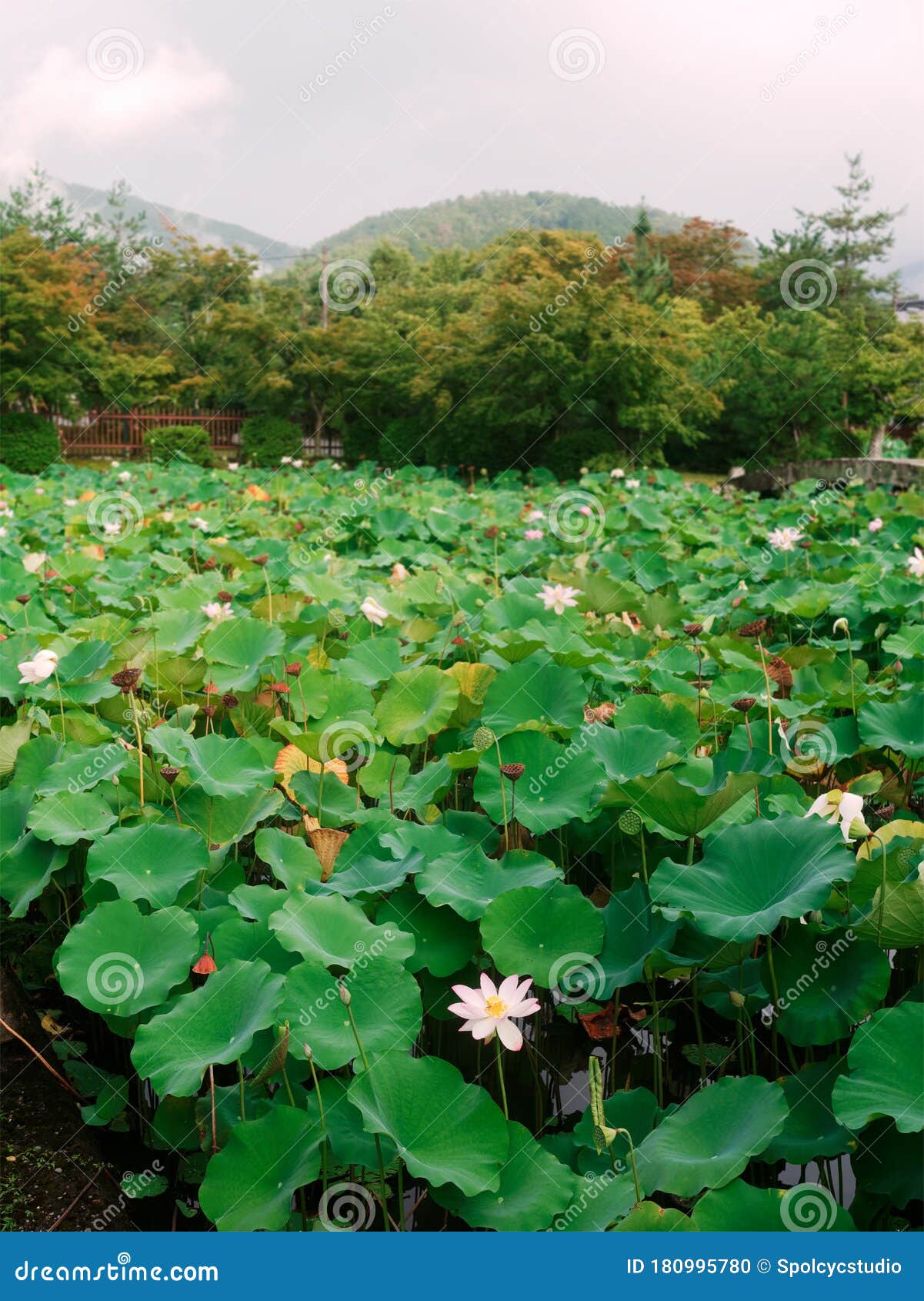 荷花在日本莲园池上绽放库存照片 图片包括有没人 日语 新鲜 薄雾 背包 开花 植物群 荷花在日本莲园池上绽放库存照片 图片包括有没人 日语 新鲜 薄雾 背包 开花 植物群
