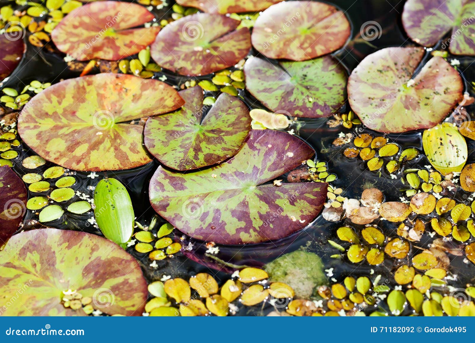 荷花纹理样式不同的种类和大小水生植物在池塘顶视图库存照片 图片包括有顶视图 不同的种类和大小水生植物在池塘