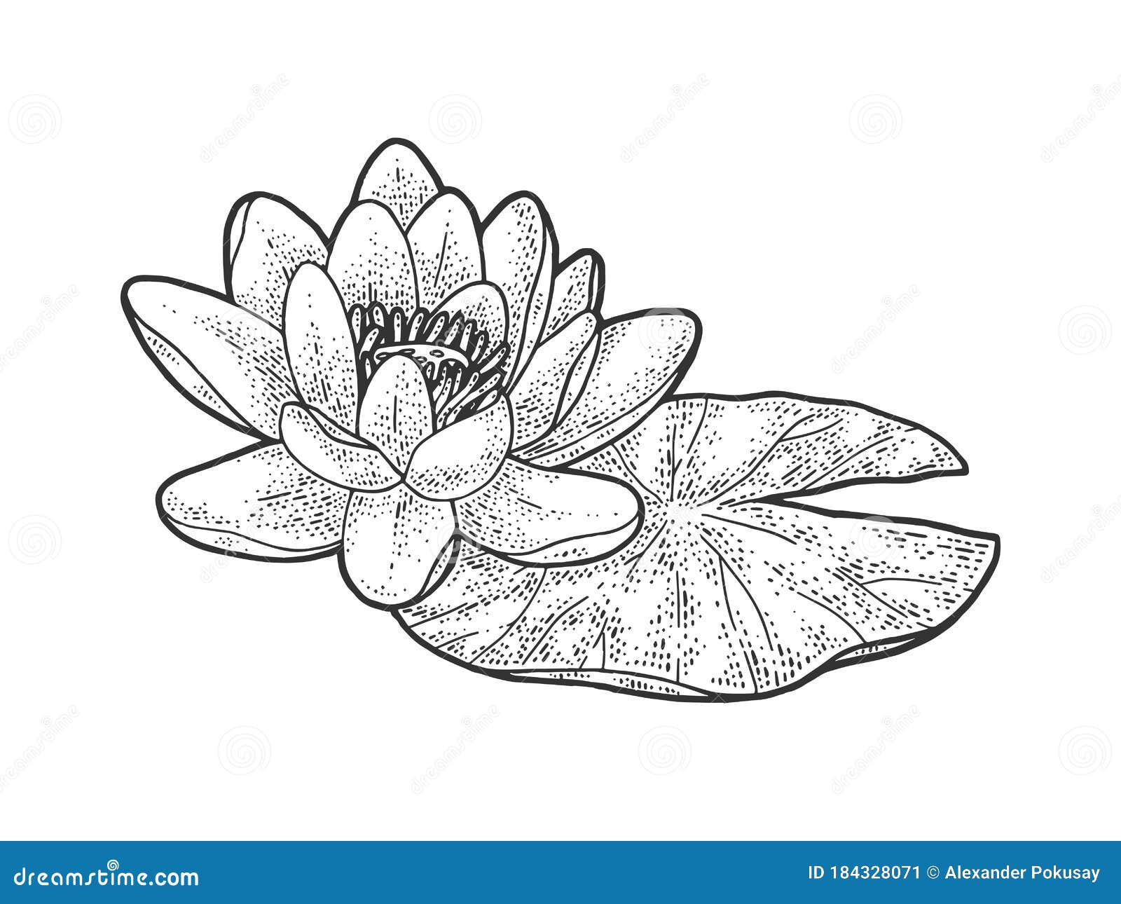 荷花莲 奈伦波花草图矢量图插图向量例证 插画包括有手工制造 莲花 打印 工厂 例证 设计 荷花莲 奈伦波花草图矢量图插图向量例证 插画包括有手工制造 莲花 打印 工厂 例证 设计