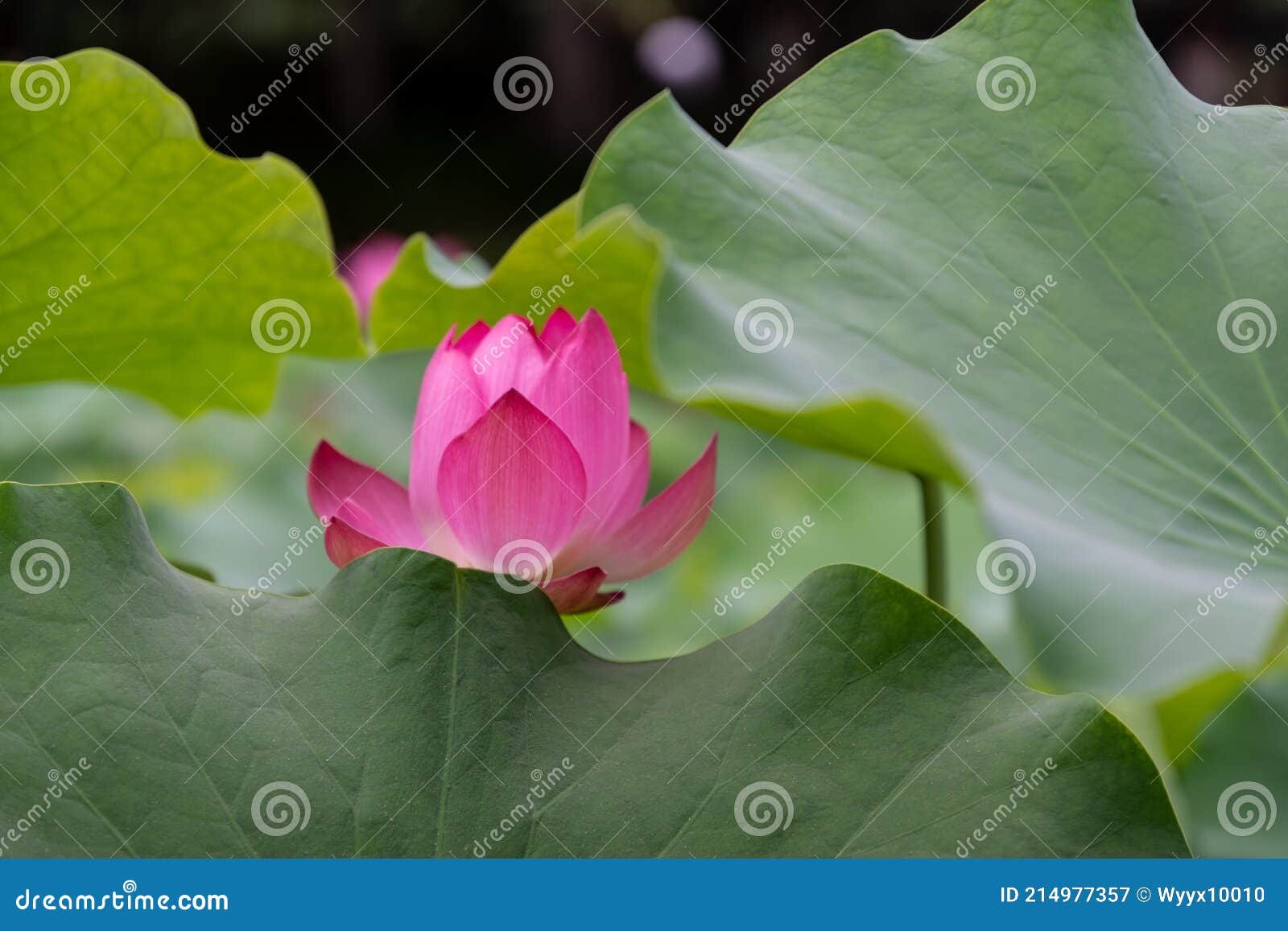 荷花 学名 Nelumbo Sp 英文名称 Lotus Flower Lotus Scientific Name Nelumbo Sp English Name Lotus Flower Stock Image Image Of Jinan English 荷花 学名 Nelumbo Sp 英文名称 Lotus Flower Lotus Scientific Name Nelumbo Sp English Name Lotus Flower Stock Image Image Of Jinan English