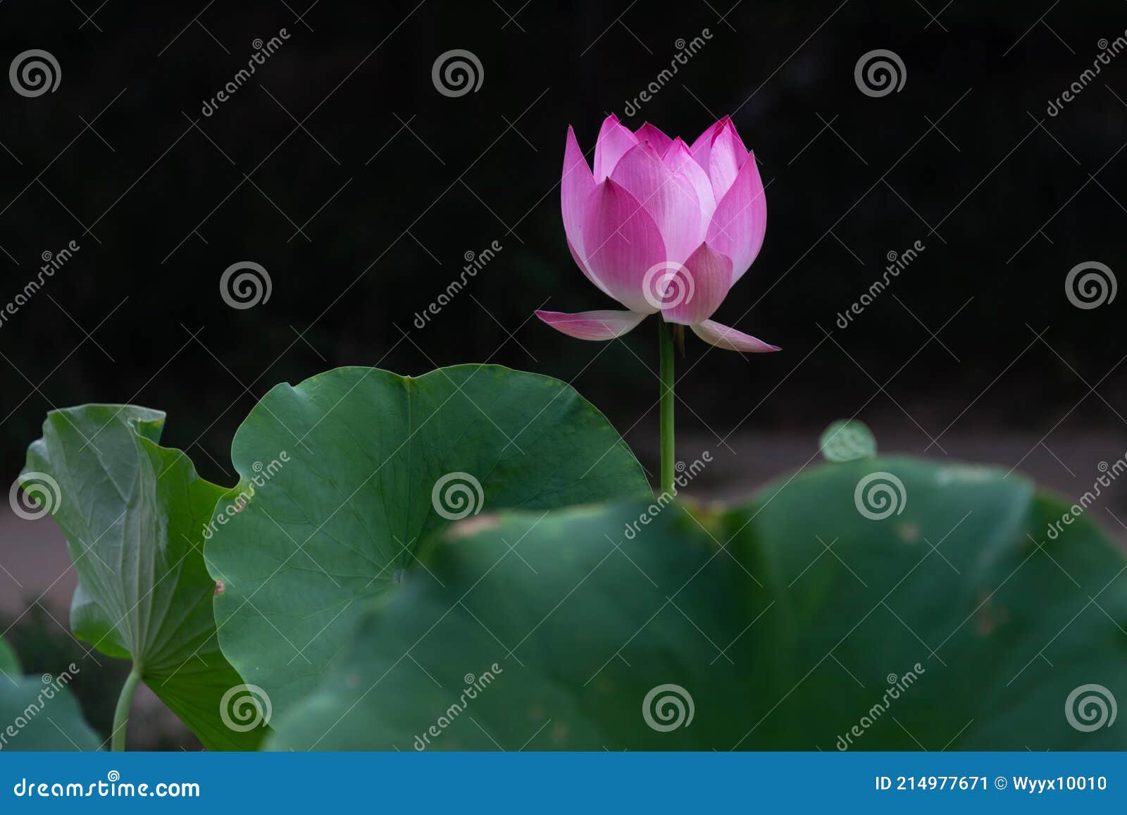荷花 学名 Nelumbo Sp 英文名称 Lotus Flower Lotus Scientific Name Nelumbo Sp English Name Lotus Flower Stock Image Image Of Flower荷花被评为中国十大名花 之一荷花是印度和越南的国花也是我国济南市的市花nlotus Flower