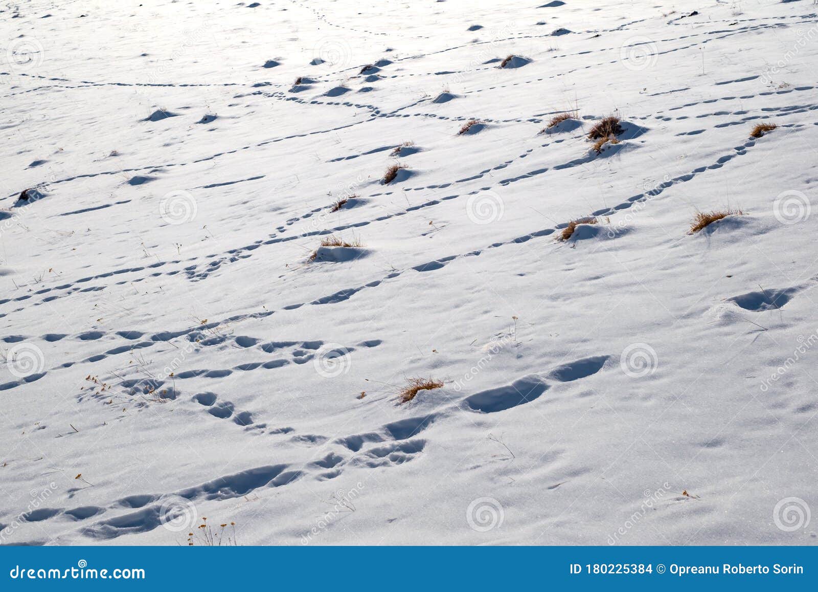 莫莱希尔与雪中动物的足迹库存照片 图片包括有莫莱希尔与雪中动物的足迹 莫莱希尔与雪中动物的足迹库存照片 图片包括有莫莱希尔与雪中动物的足迹