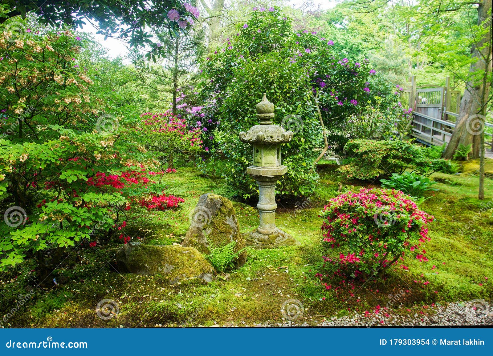 莱顿日本园林杜鹃花的威灯与开花库存照片 图片包括有莱顿日本园林杜鹃花的威灯与开花