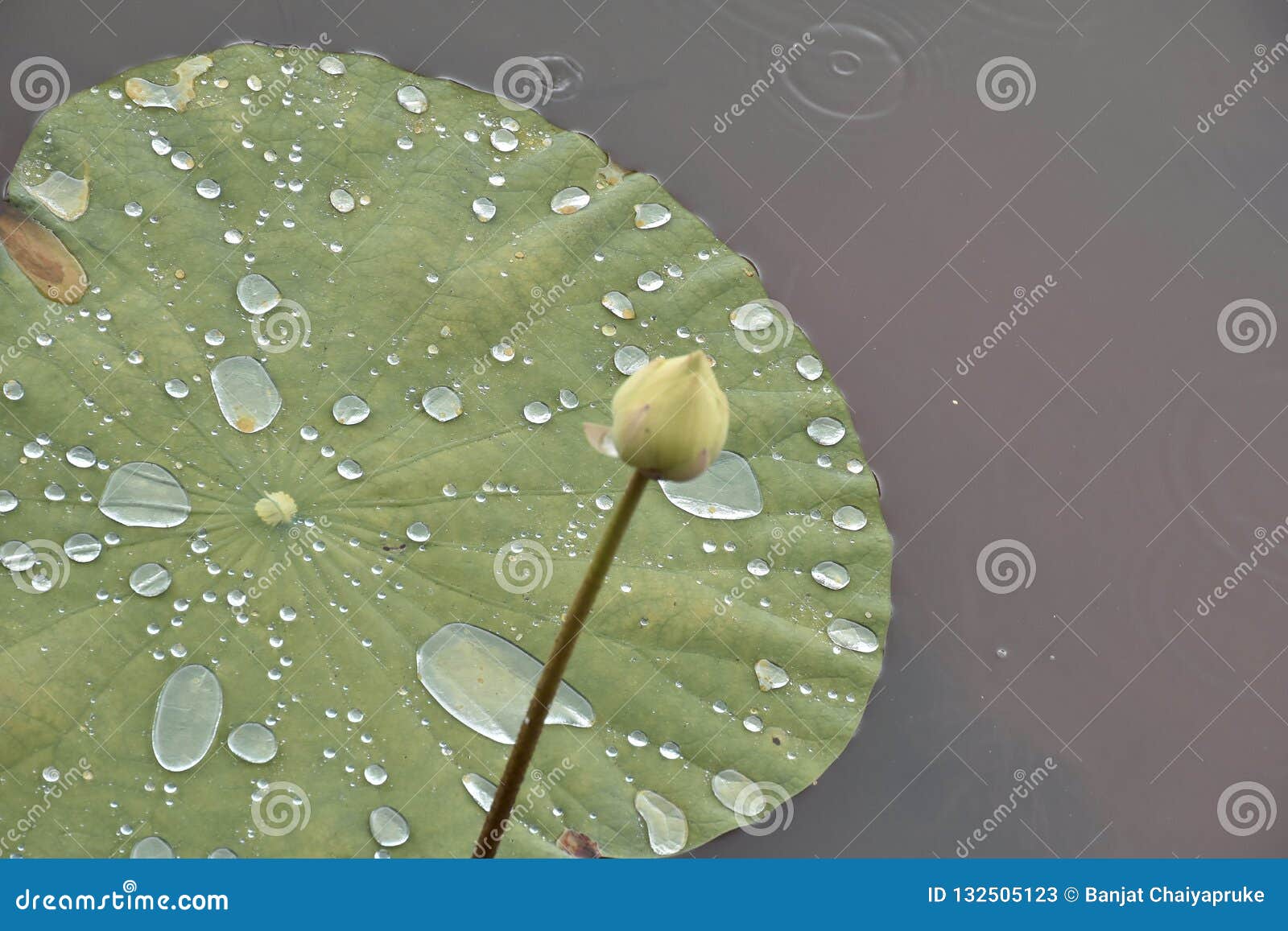 莲属nucifera莲花在莲花的水辗压留下bouddist的圣洁花库存图片 图片包括有 莲属nucifera莲花在莲花的水辗压留下bouddist的圣洁花库存图片 图片包括有