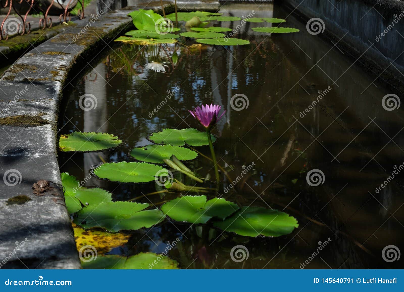 莲花 是在水中增长的花在一些神话和信仰是神圣的花库存图片 图片包括有百合 芬芳 多数 绽放 莲花 是在水中增长的花在一些神话和信仰是神圣的花库存图片 图片包括有百合 芬芳 多数 绽放