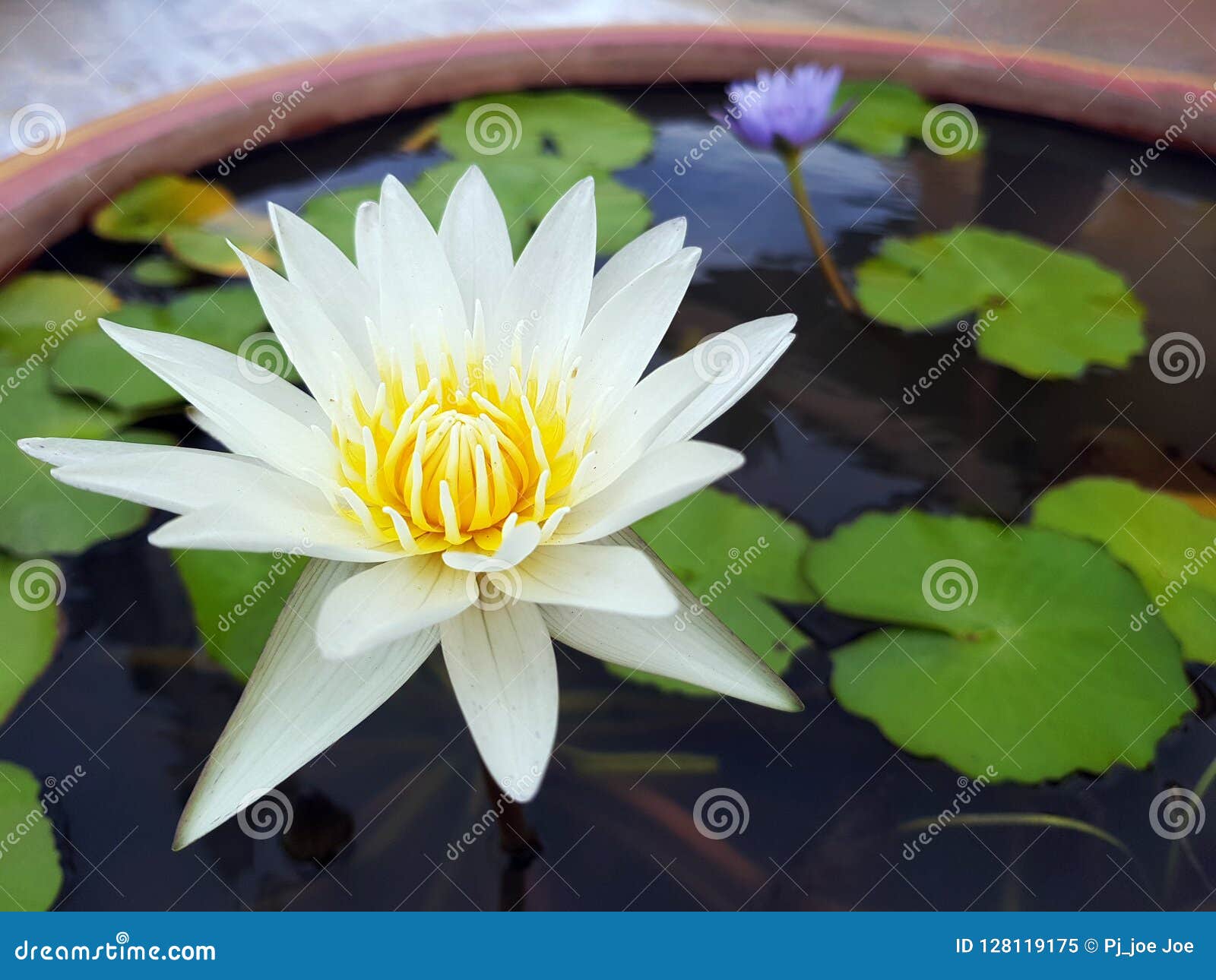 莲花 荷花 与绿色叶子的开花的百合花库存图片 图片包括有本质 异乎寻常 聚会所 背包 开花 莲花 荷花 与绿色叶子的开花的百合花库存图片 图片包括有本质 异乎寻常 聚会所 背包 开花