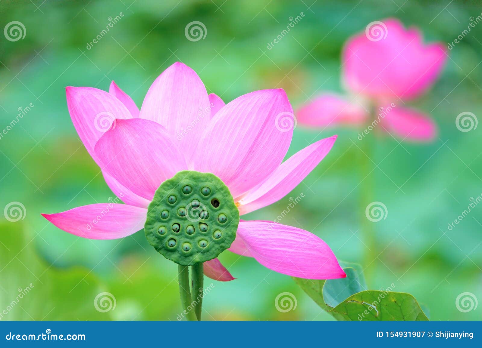 Lotus Flower And Seedpod 库存图片 图片包括有seedpod Lotus