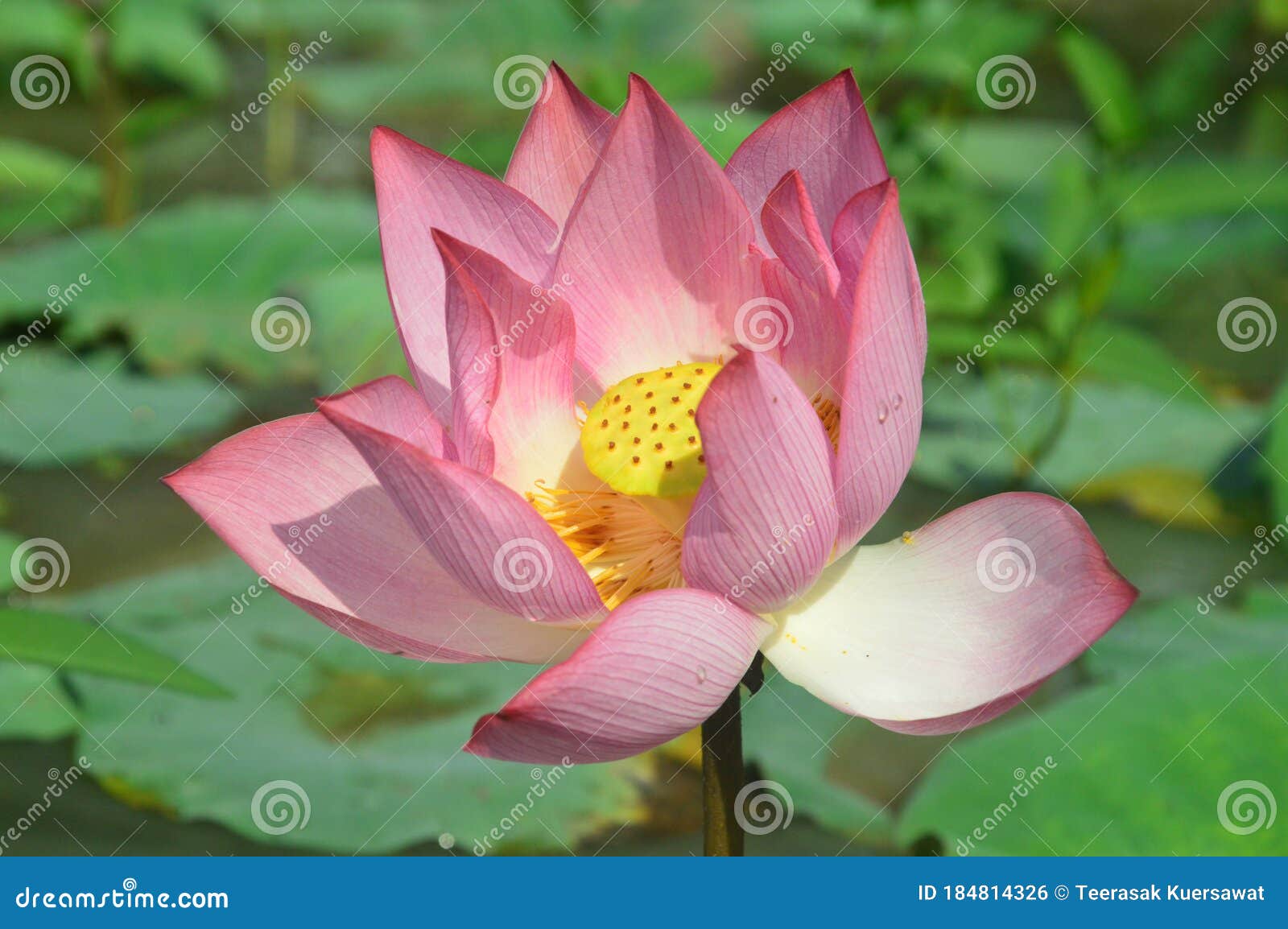 Lotus Blossom 库存照片 图片包括有blossom Lotus Lotus Blossom 库存照片 图片包括有blossom Lotus