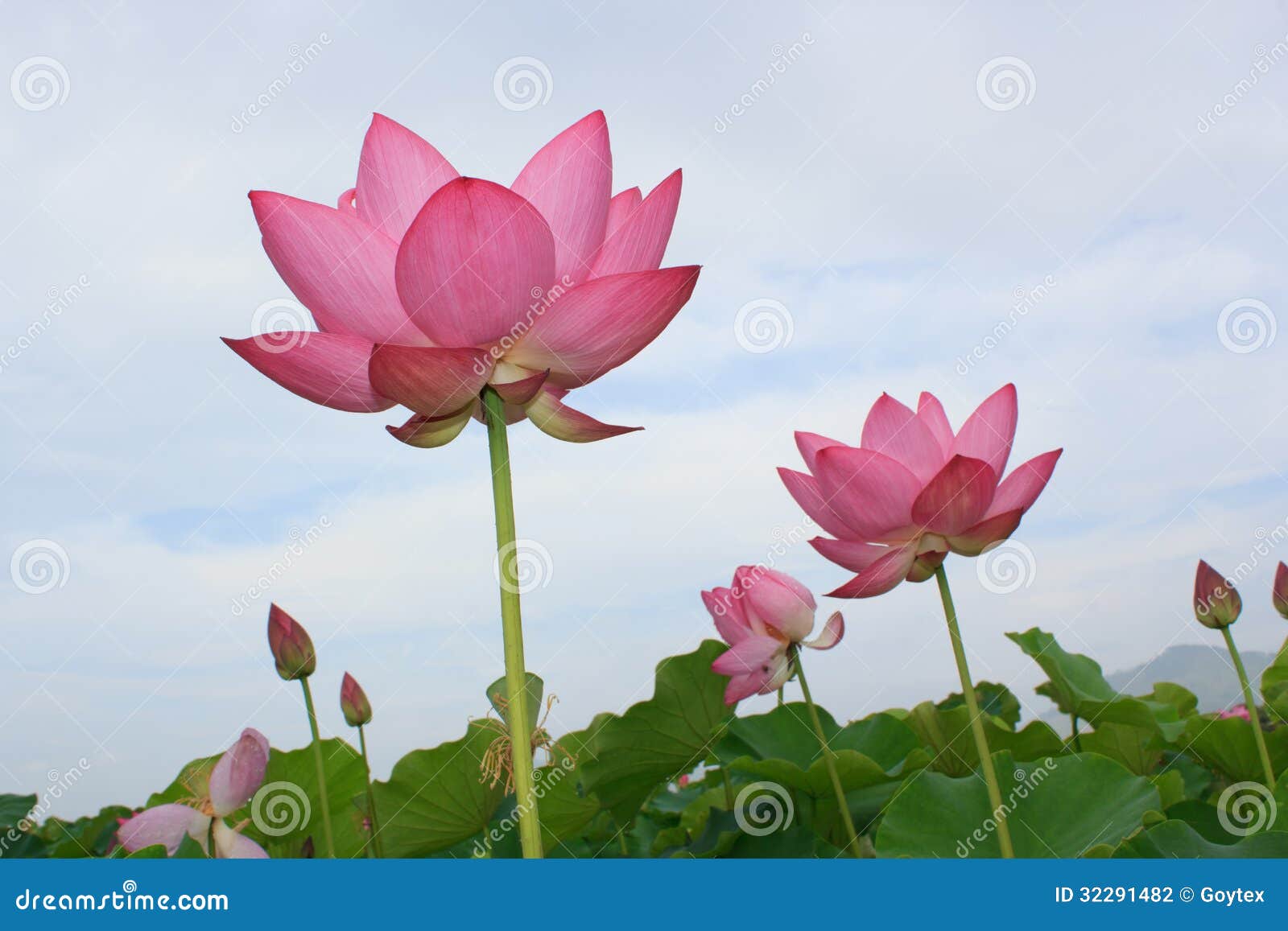 Lotus Flower 库存照片 图片包括有庭院 聚会所 浪漫 增长 可爱 香味 韩文