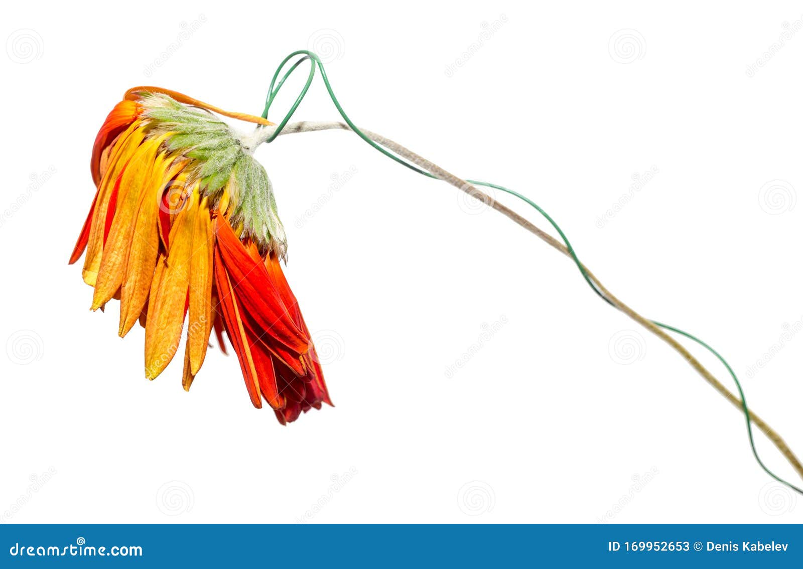 菊科或菊科植物非洲菊属的枯花干花叶悲伤 情绪库存图片 图片包括有悲伤 情绪 干花叶 菊科或菊科植物非洲菊属的枯花 菊科或菊科植物非洲菊属的枯花干花叶悲伤 情绪库存图片 图片包括有悲伤 情绪 干花叶 菊科或菊科植物非洲菊属的枯花
