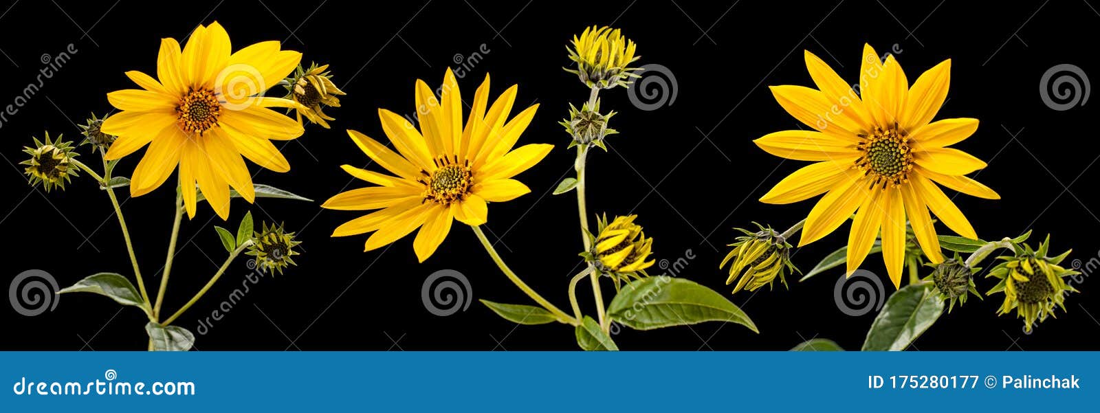菊芋花库存图片 图片包括有查出 向日葵 投反对票 夏天 叶子 橙色 对象 自然 季节 菊芋花库存图片 图片包括有查出 向日葵 投反对票 夏天 叶子 橙色 对象 自然 季节