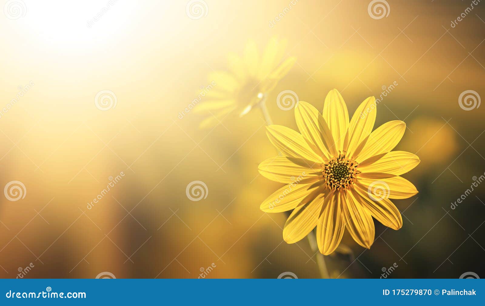 菊芋花库存照片 图片包括有菊芋花 菊芋花库存照片 图片包括有菊芋花