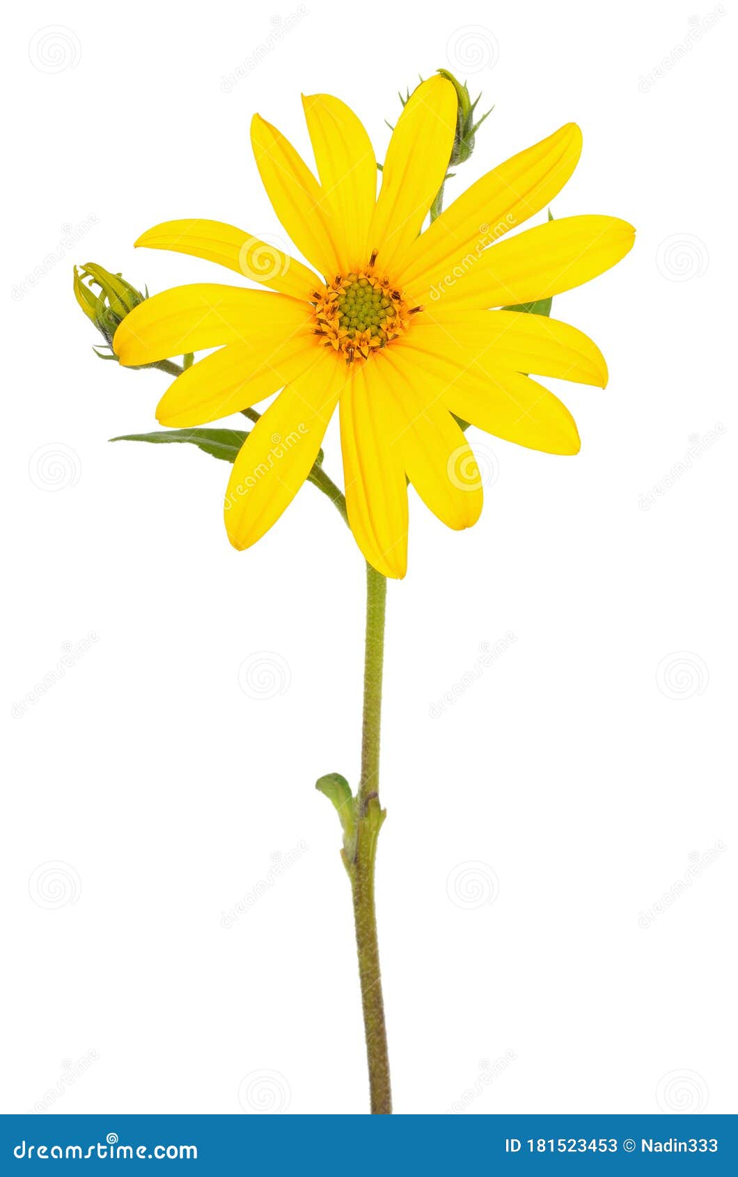 菊芋花库存图片 图片包括有夏天 背包 没人 花卉 花瓣 开花 照亮 成份 玻色子