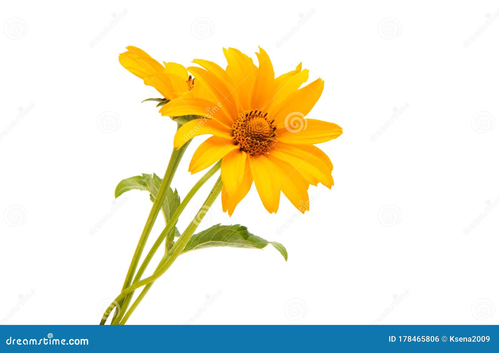 菊芋花库存照片 图片包括有绽放 申请人 开花的 黄色 叶子 词根 本质 夏天 工厂 菊芋花库存照片 图片包括有绽放 申请人 开花的 黄色 叶子 词根 本质 夏天 工厂