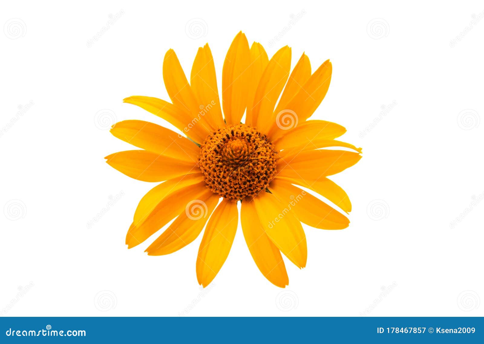 菊芋花库存图片 图片包括有自治权 朝鲜蓟 词根 本质 地球 自然 花瓣 花卉 开花的 菊芋花库存图片 图片包括有自治权 朝鲜蓟 词根 本质 地球 自然 花瓣 花卉 开花的