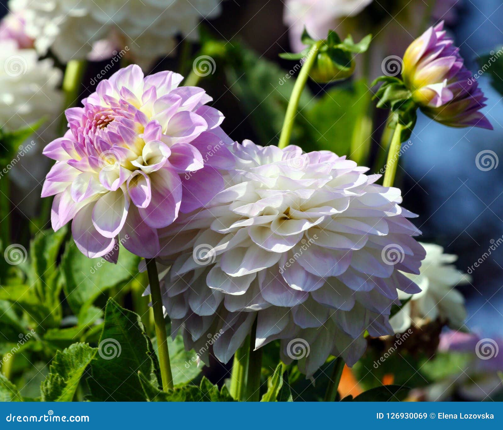 菊花午夜月亮菊科植物品种 库存图片 图片包括有丁香 特写镜头 叶子 大丽花 背包 庭院