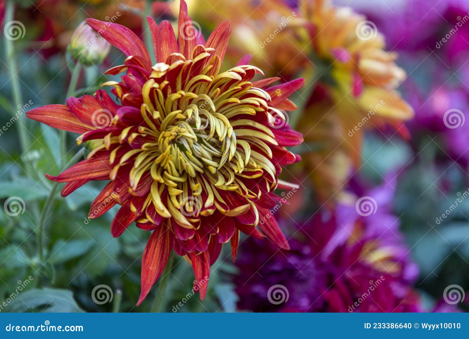 菊花是中国十大名花之一chrysanthemum Is One Of The Top Ten Famous Flowers In China Stock Photo Image Of World Largest