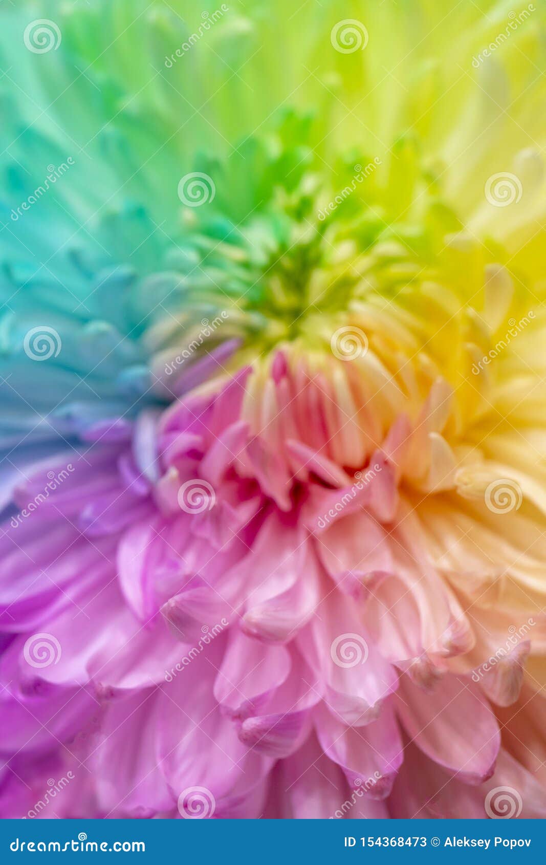 菊花是类菊花的开花植物在家庭菊科的库存图片 图片包括有 菊花是类菊花的开花植物在家庭菊科的库存图片 图片包括有