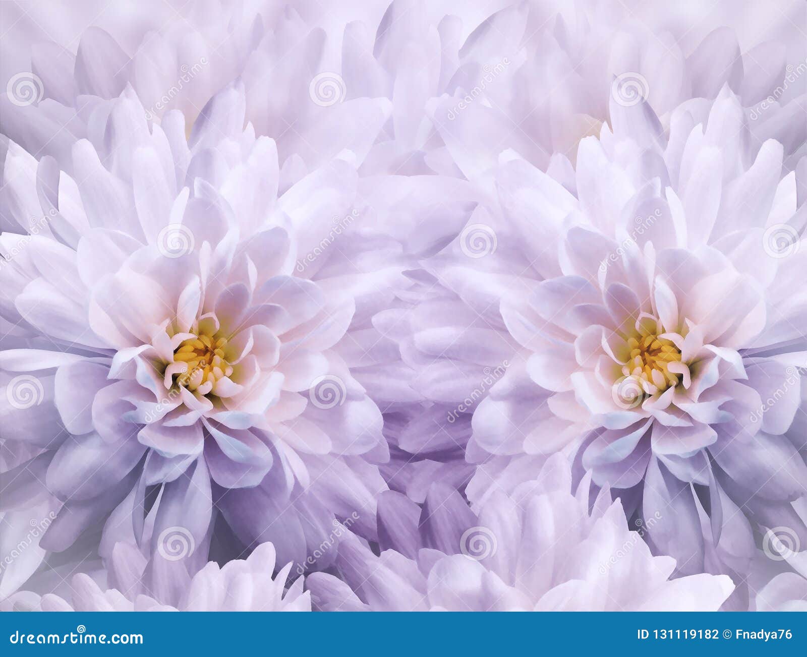 菊花花水彩花卉白紫色背景特写镜头开花弹簧花拼贴画库存照片 图片包括有背包 构成