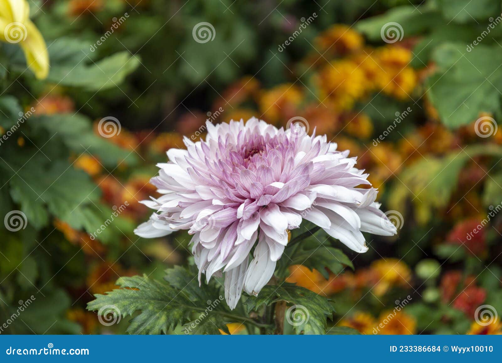 菊花是中国十大名花之一chrysanthemum Is One Of The Top Ten Famous Flowers In China Stock Photo Image Of Rose 在植物分类学中是菊科菊属的多年生宿根草本植物也是世界四大切花菊花月季康乃馨唐菖蒲之一nchrysanthemum